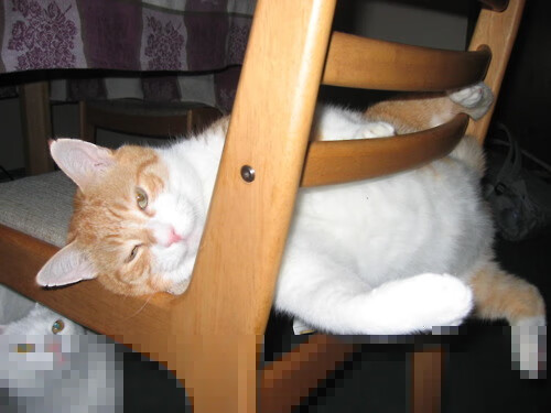 《电竞选手的职业保险保障：行业新趋势》，职业电竞选手的要求