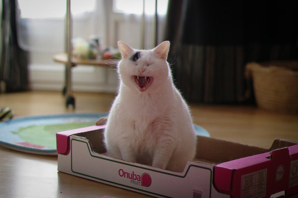 【罚分规则玩转】裁判如何迅速判断犯规，为比赛增添悬念？，裁判这算不算犯规