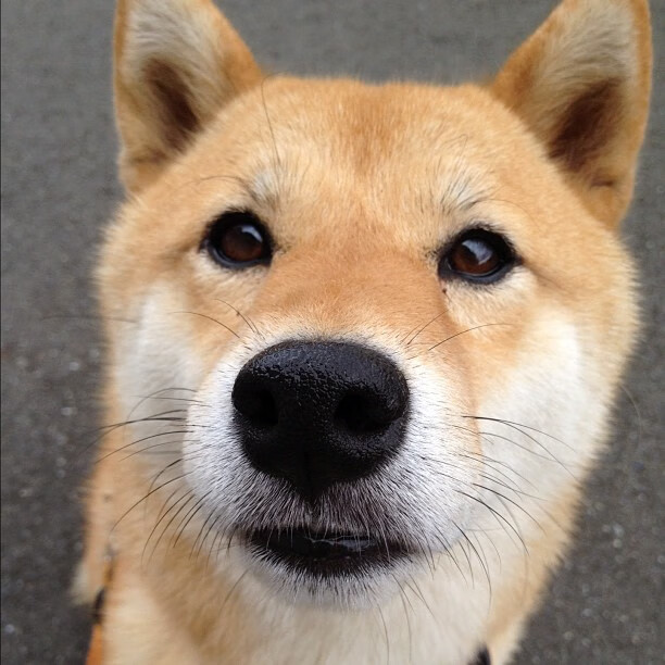 俄罗斯、白俄罗斯运动员将参加杭州亚运会？官方回应，白俄罗斯运动员拒绝离开日本回国