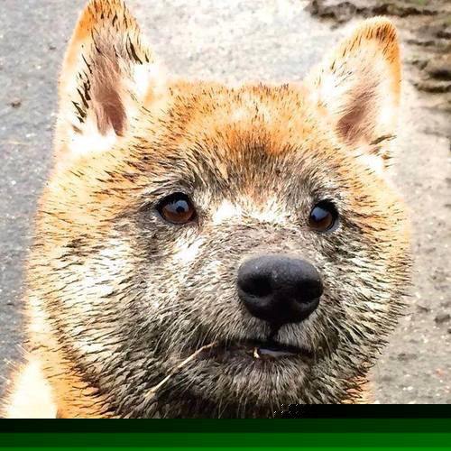 爱游戏下载-_火箭新老结合，逐步追赶季后赛队伍_，火箭队季后赛赛程2020