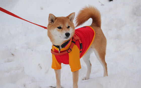 《王者荣耀全民争霸，精彩赛事不断刷新记录》，王者荣耀全民擂台页面